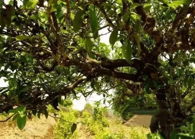 如何鑒別普洱茶樹齡？