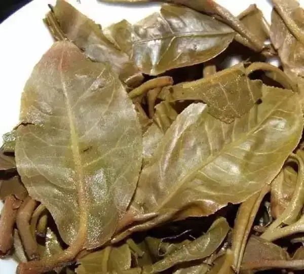 怎么看古樹普洱茶葉底？