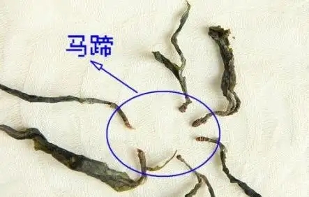 馬蹄竟然還能喝？普洱茶里的馬蹄你有了解過嗎？