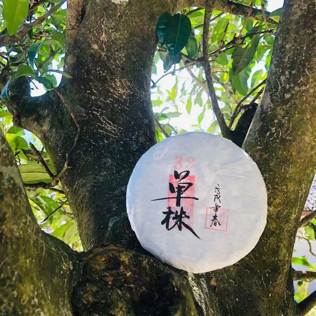 普洱茶單株是什么，好在哪里？