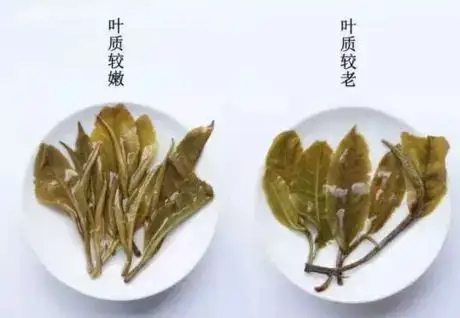 生普？熟普？如何挑選一款普洱茶？