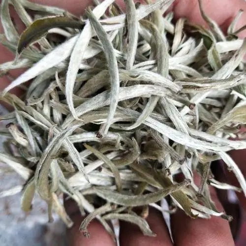 遇見月光白之美，存放四年云南古樹白茶