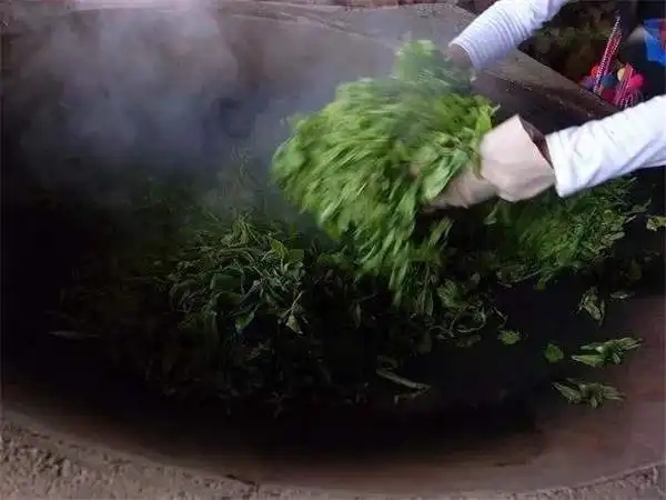 普洱茶為什么要殺青？