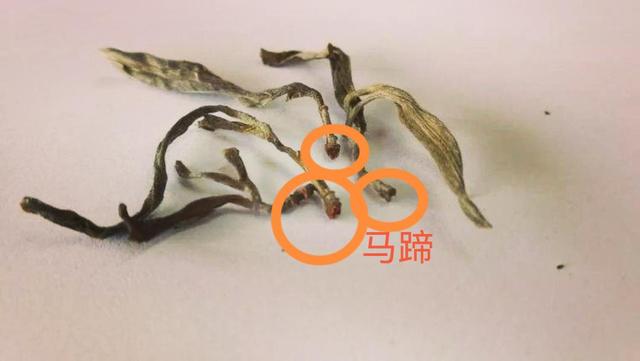 “馬蹄?！倍嗌俑竟?jié)有關(guān)系？