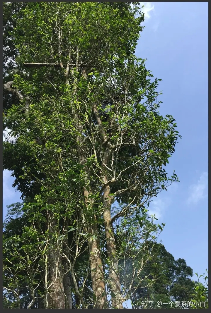 高桿古樹做成的普洱茶，憑什么紅遍大江南北？