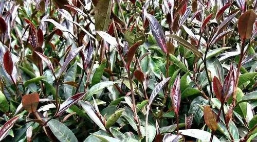 紫芽普洱是什么茶？