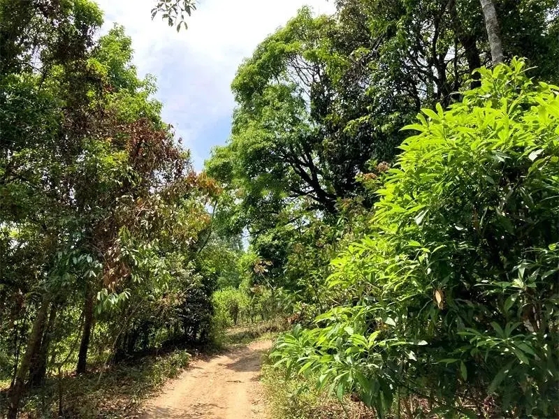 茶山紀(jì)實：犀牛塘，最近能火是有原因的