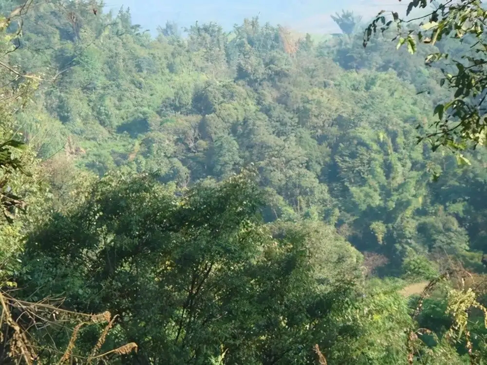 茶山紀(jì)實(shí)：再進(jìn)犀牛塘，不一樣的感覺(jué)；菁瑤可以預(yù)見(jiàn)的豐收年