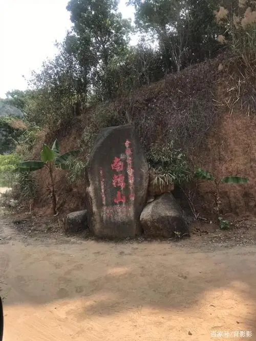 古茶第一村”，你見(jiàn)過(guò)這樣的茶樹(shù)嗎？