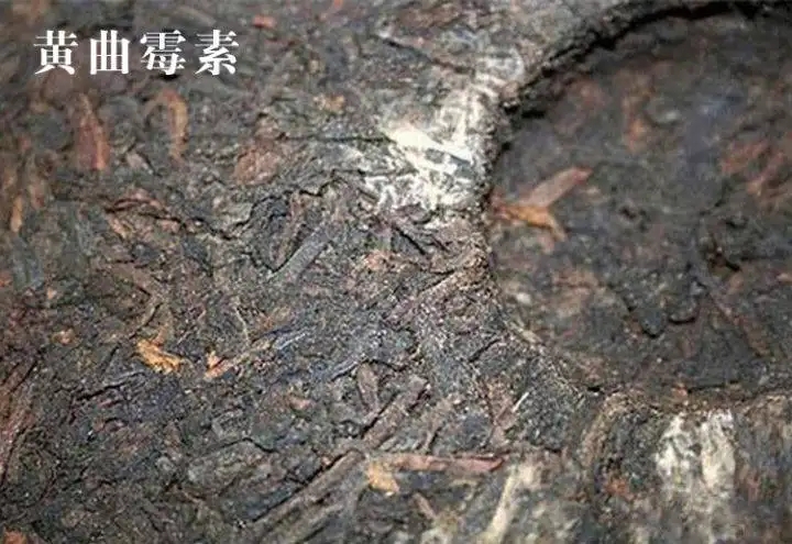 普洱茶有黃曲霉毒素，喝了會(huì)致癌？不黑不吹，咱用事實(shí)說(shuō)話