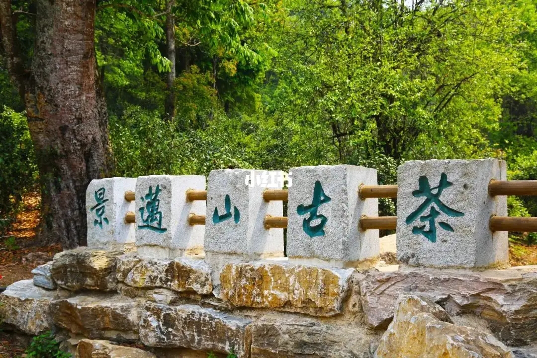 普洱茶的年份：新茶、老茶、中期茶、印級(jí)茶、古董茶