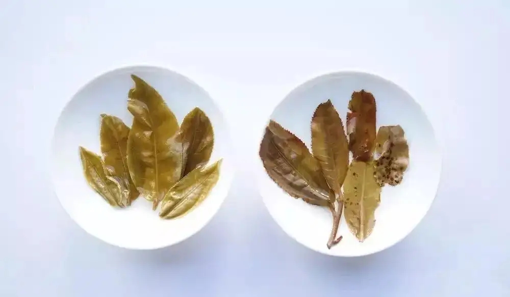 普洱茶的九種山寨版本，喜歡普洱茶的一定要看