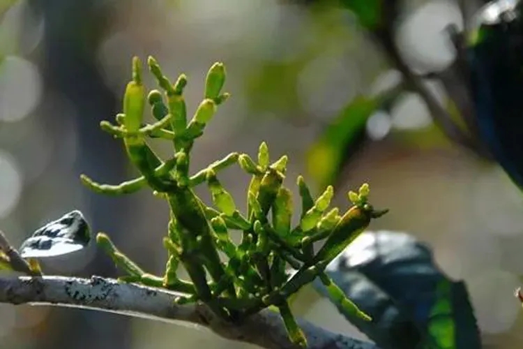 什么是螃蟹腳？茶界的螃蟹腳可能和你想的不一樣！