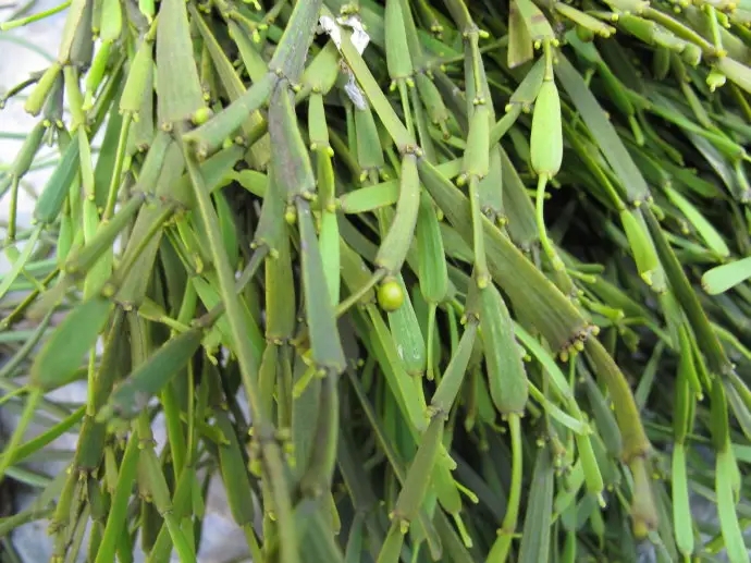 普洱茶中的“螃蟹腳”，到底是什么？如何辨別？