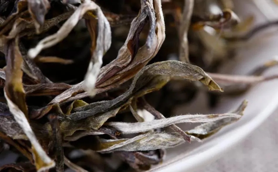 普洱茶樹生長的海拔越高，品質(zhì)就越好嗎？