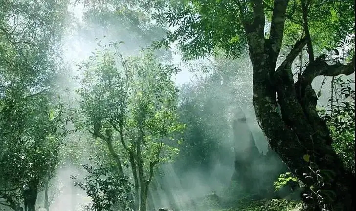 獨有神韻的瀾滄景邁古樹茶！