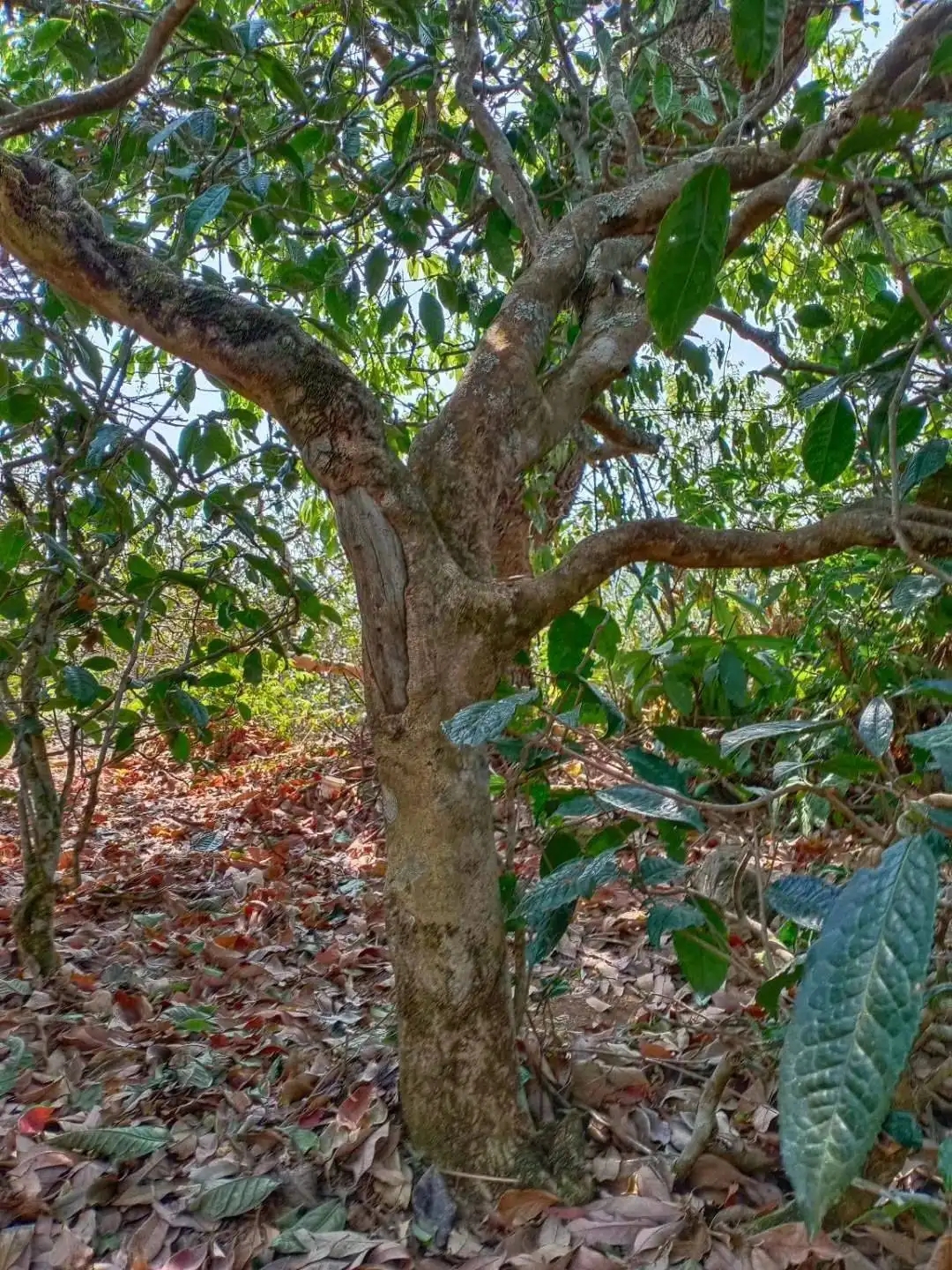 一山一韻，普洱茶的山韻