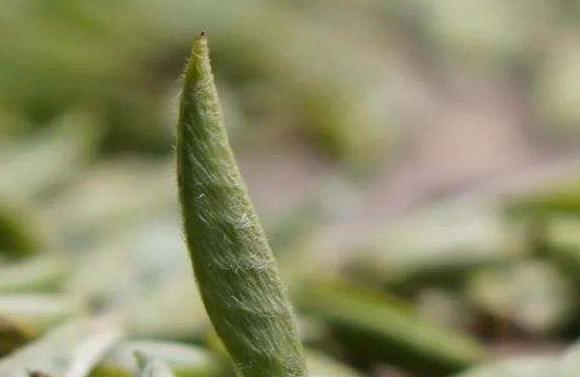 茶葉中主要成分：氨基酸