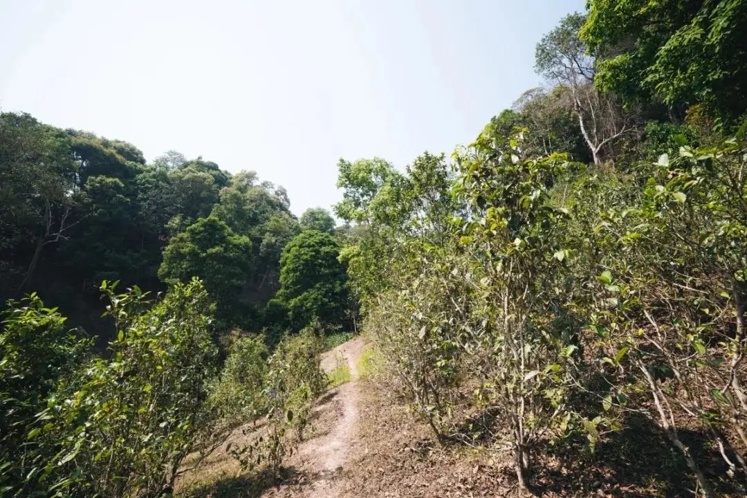 易武荒韻， 秘境白茶園