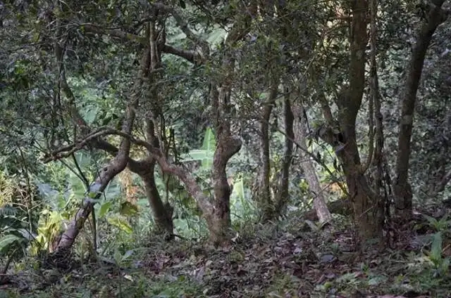 一山一味，山頭茶存在的意義究竟是什么？