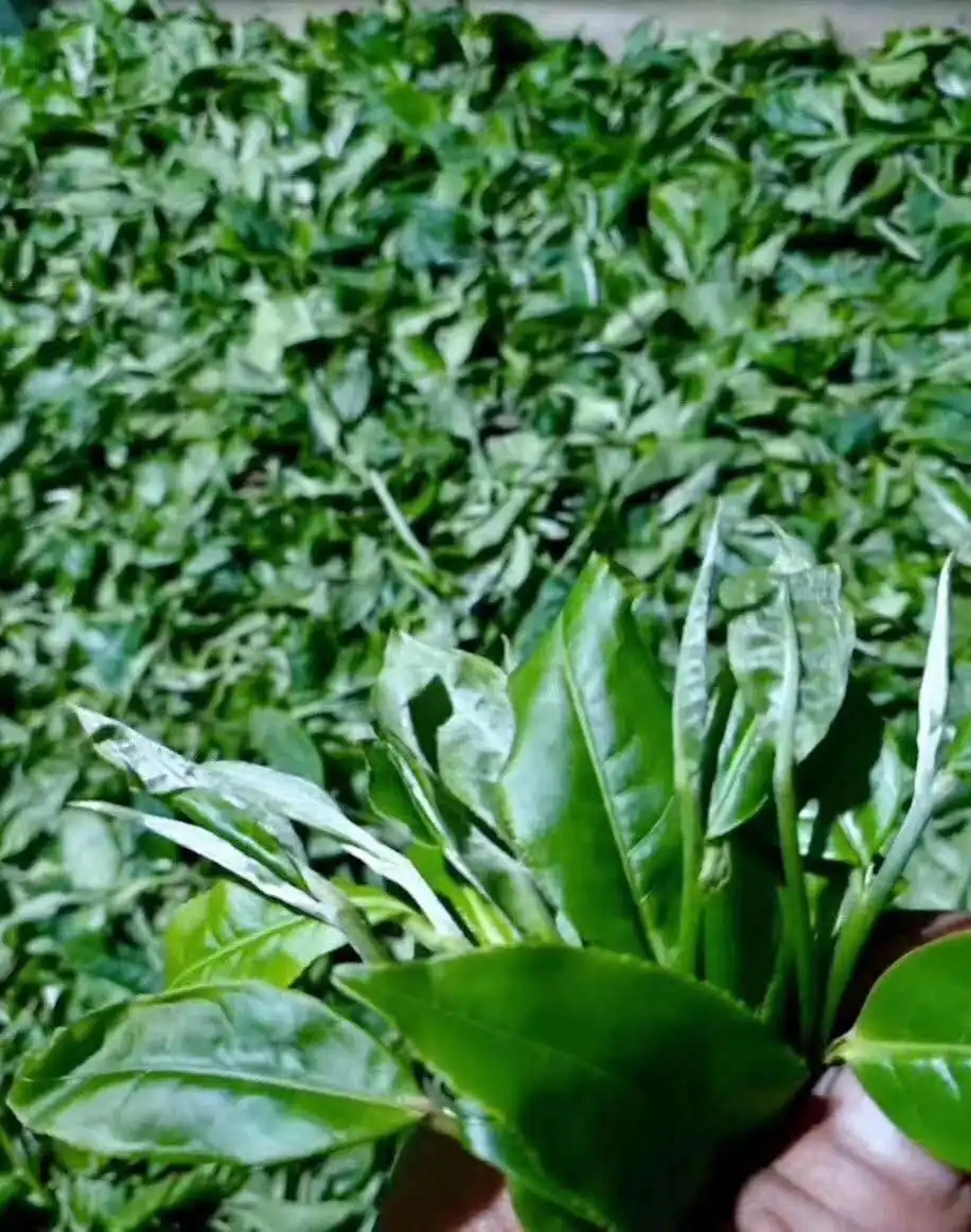 【答疑解惑】關(guān)于勐庫大葉種，你了解多少？