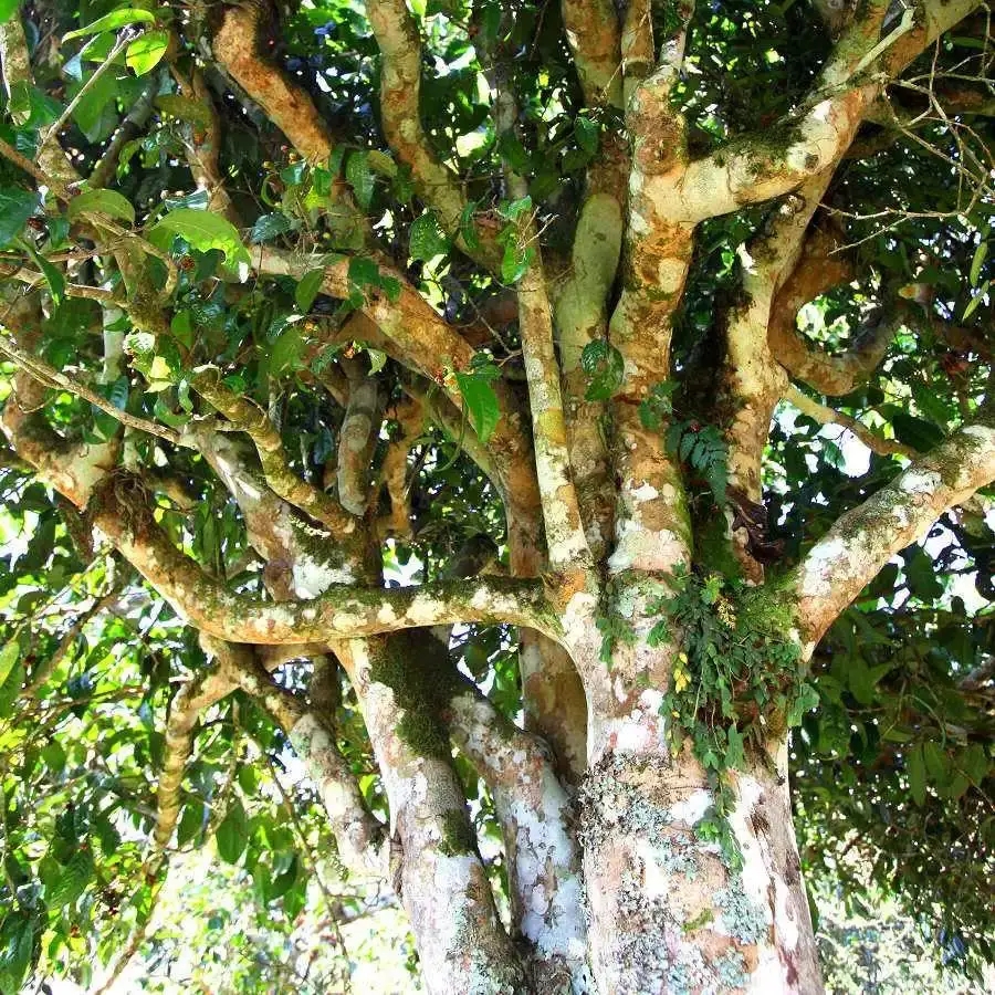 來自易武秘境的至味臻品！氣韻強勁，余韻深邃，一口喚醒你的味蕾~