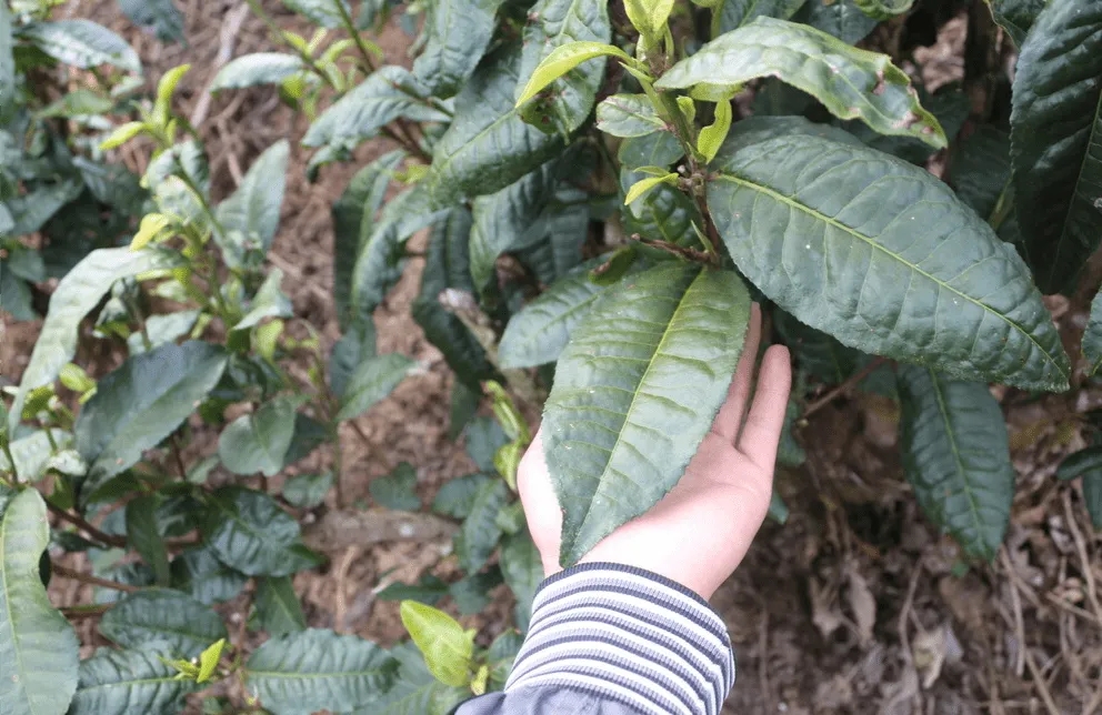 云南大葉種的代表性品種有哪些?