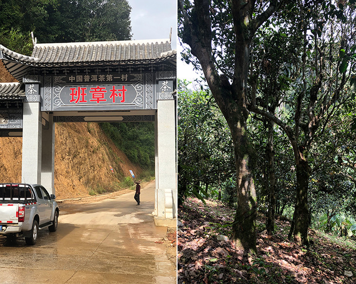 2023年新班章古樹春茶品質(zhì)怎么樣？