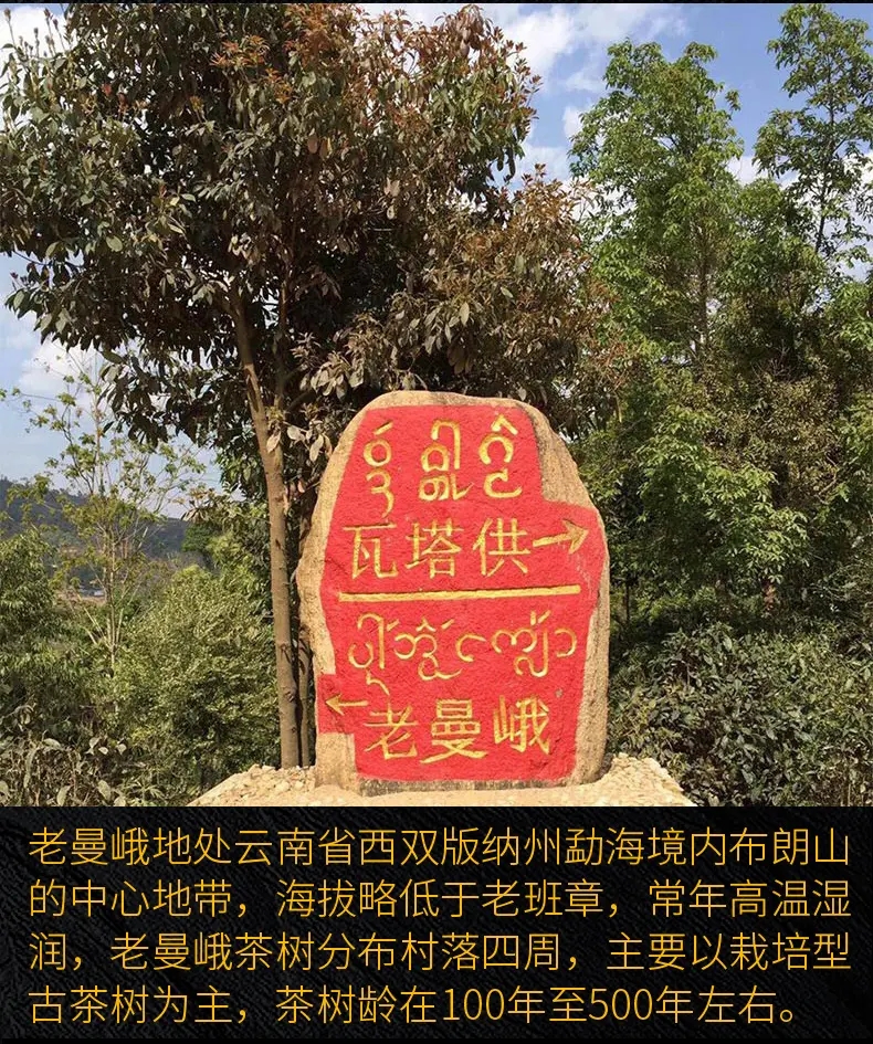 2023年老曼峨古樹春茶口感？
