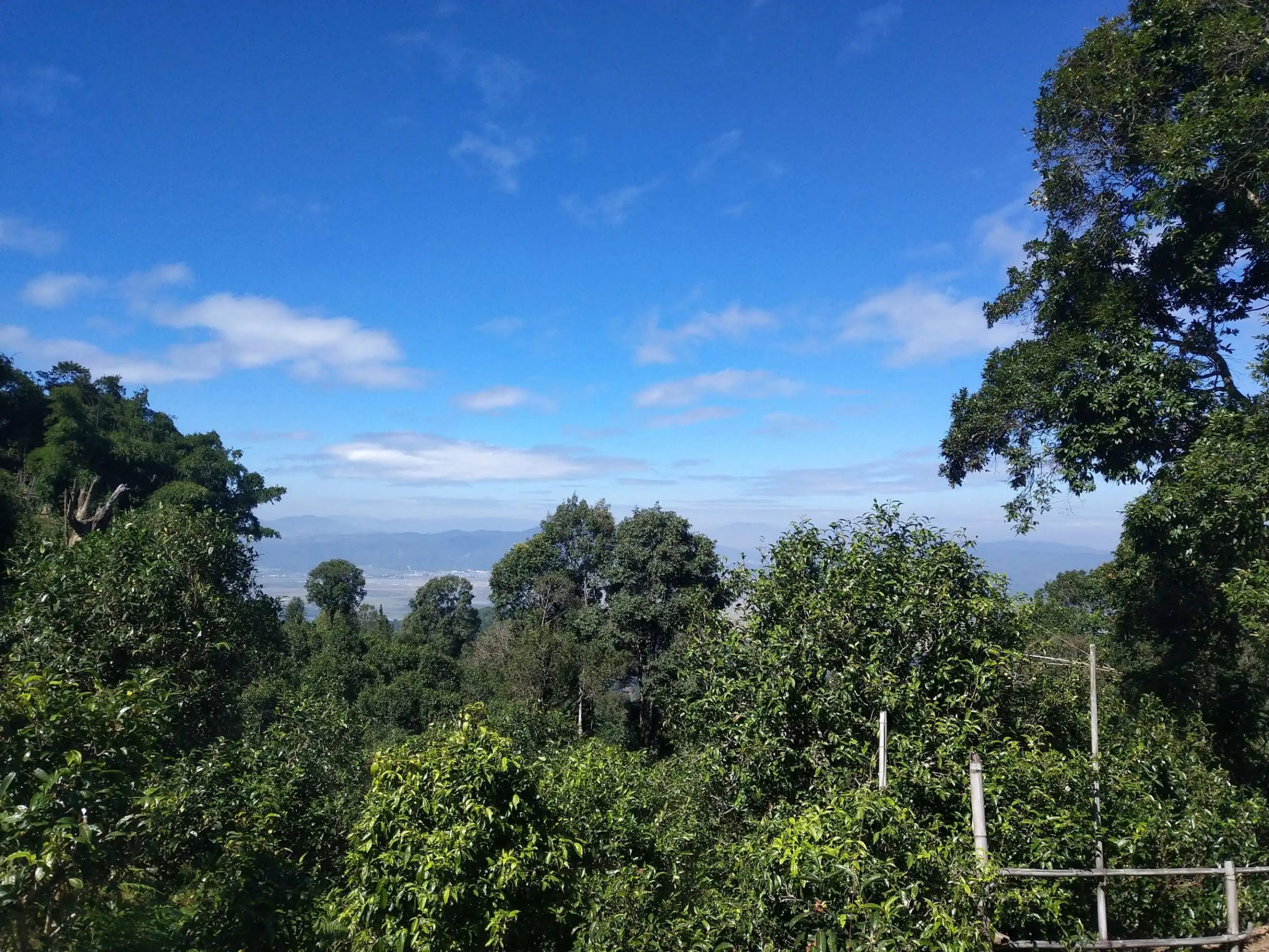 2023年廣別老寨古樹春茶特點是什么？