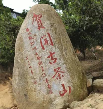 2023年賀開古樹春茶品質(zhì)如何？