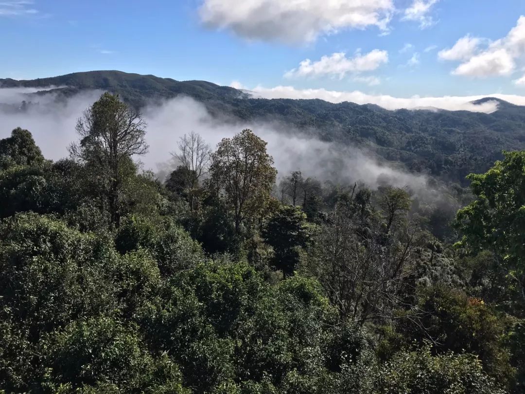 2023年賀開古樹春茶特點(diǎn)是什么？