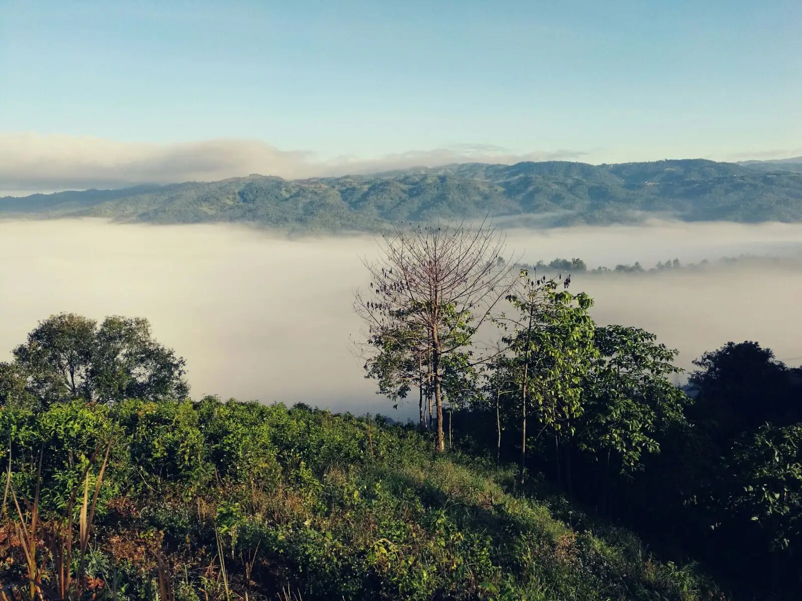 2023年賀開古樹春茶價格是多少？