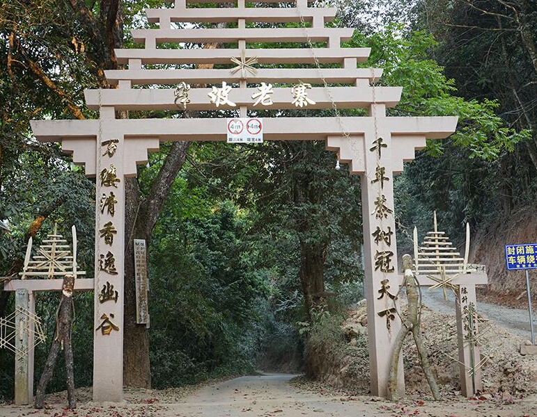 2023年半坡老寨古樹春茶品質(zhì)？