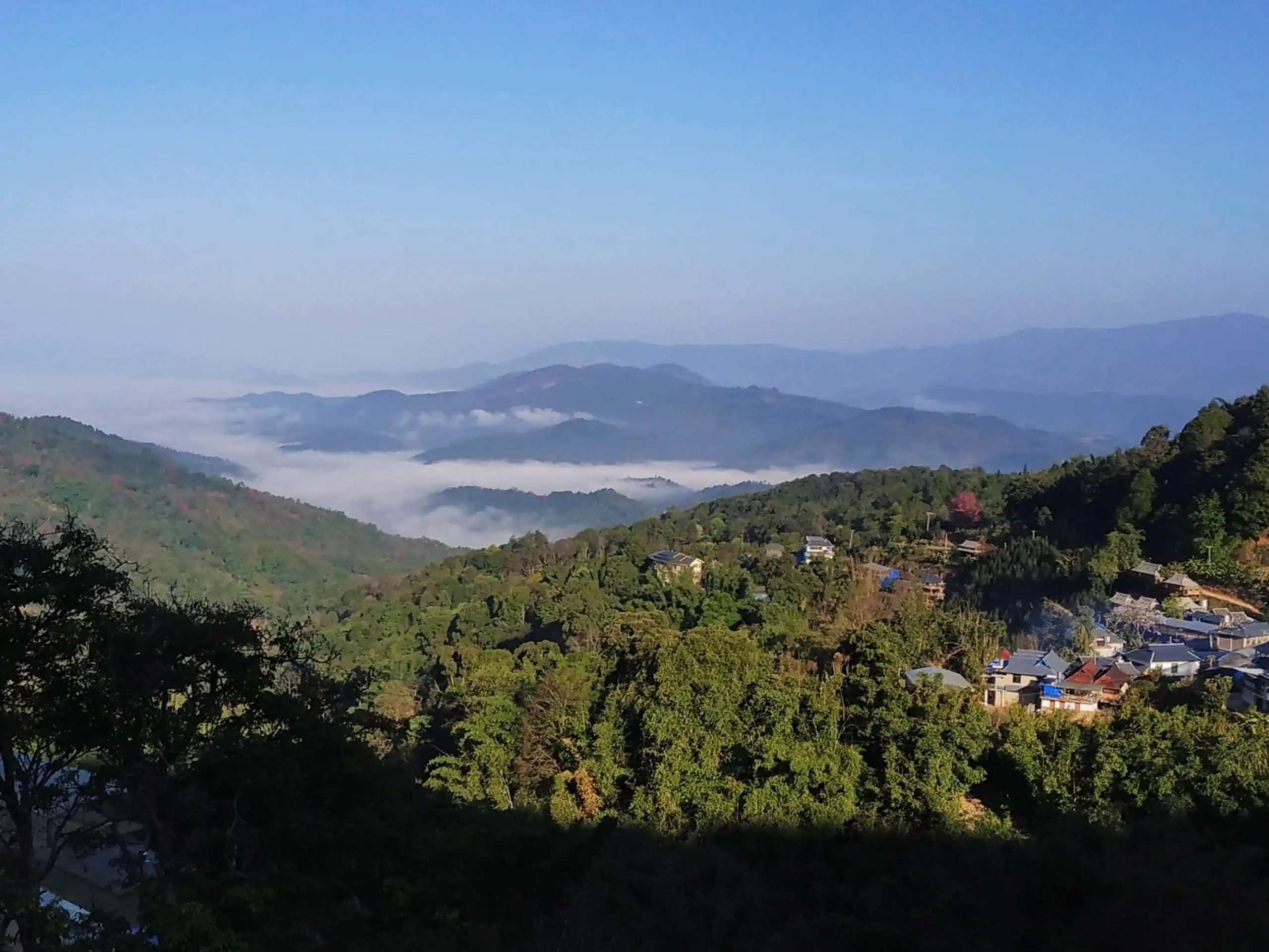 2023年南糯山古樹(shù)春茶口感如何？