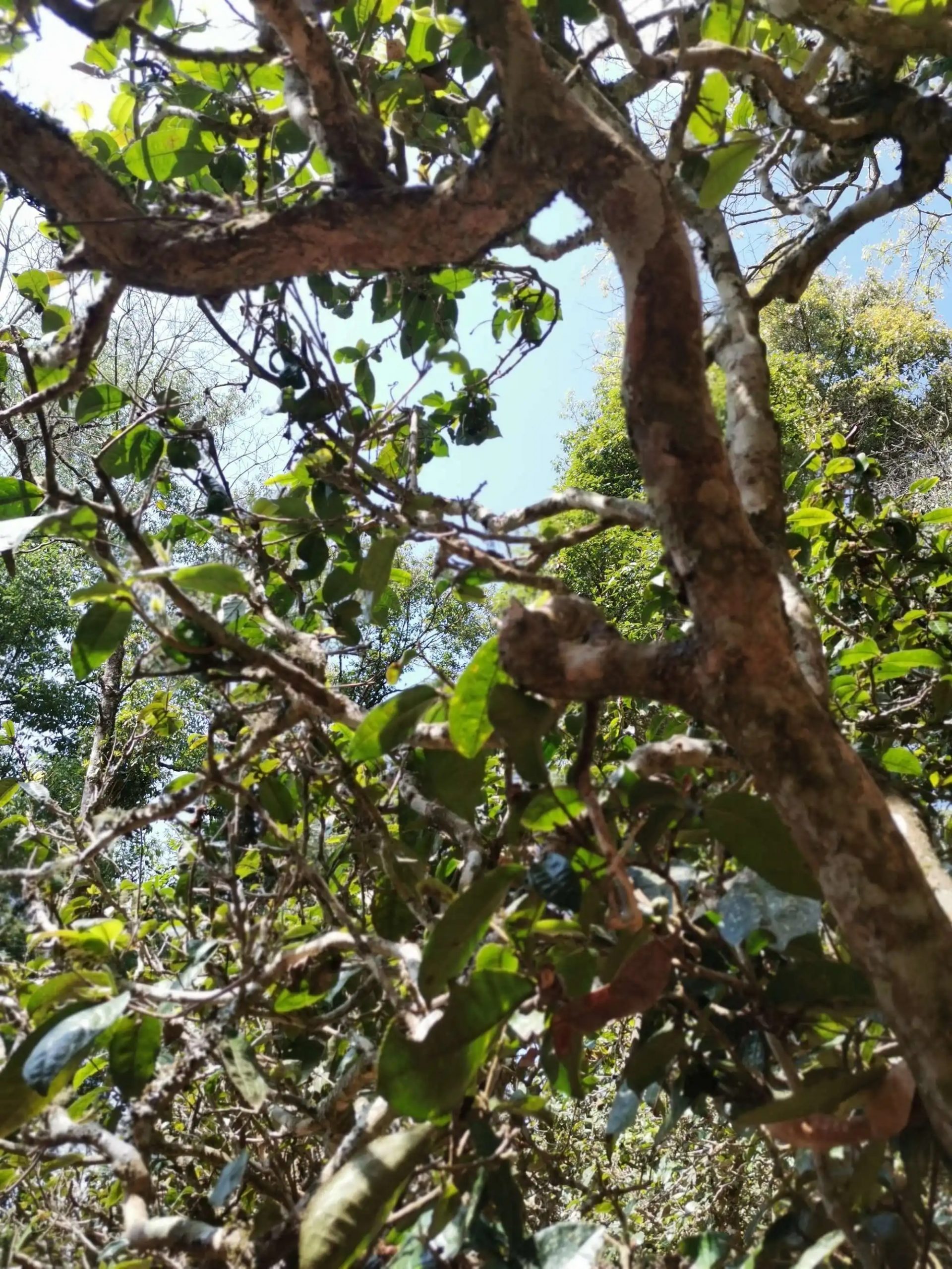 2023年那卡古樹(shù)春茶特點(diǎn)是什么？