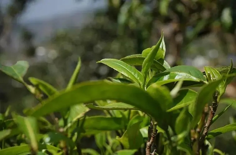 2023年那卡古樹(shù)春茶多少錢(qián)一公斤？