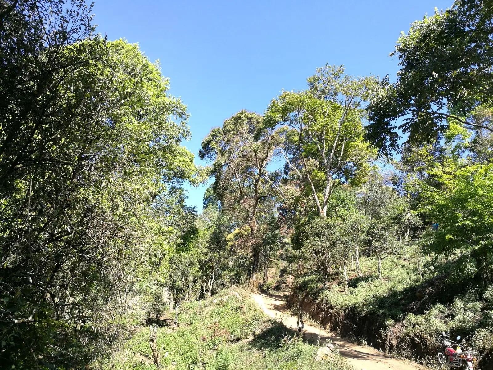 2023年保塘老寨古樹(shù)春茶口感是什么？