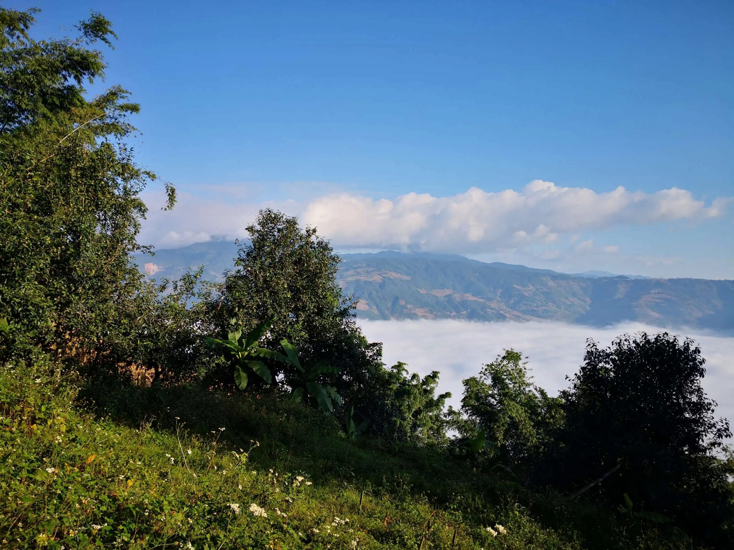 2023年邦崴古樹 春茶品質(zhì)如何？