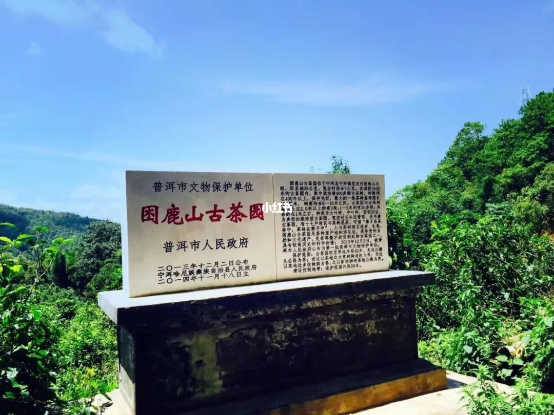 2023年困鹿山古樹春茶特點是什么？