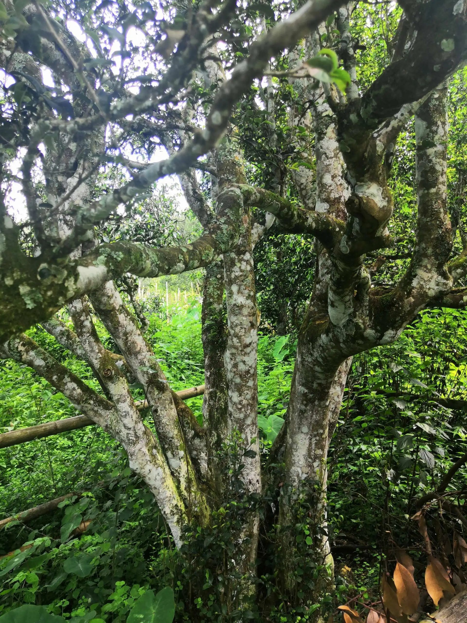 2023年困鹿山古樹春茶價格是多少？