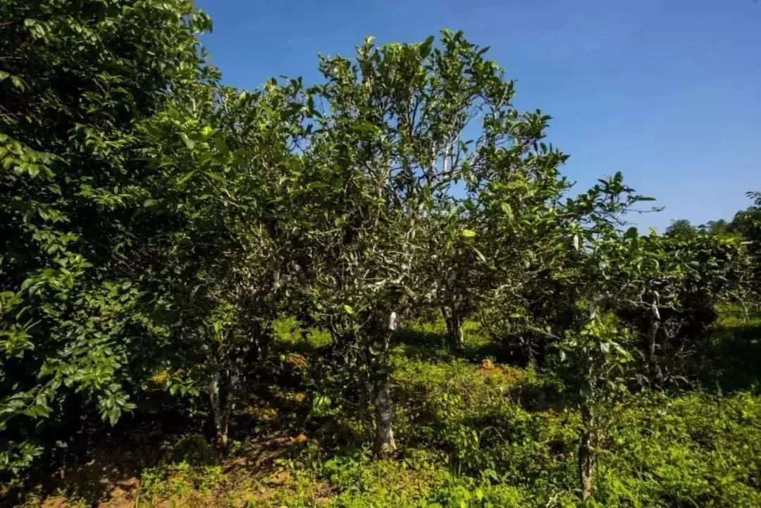 2023年迷帝古樹春茶口感怎么樣？