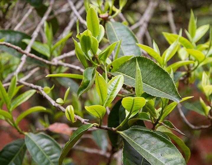 2023年苦竹山古樹春茶多少錢一公斤？