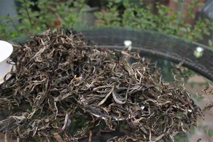 2023冰島古樹春茶品質如何？