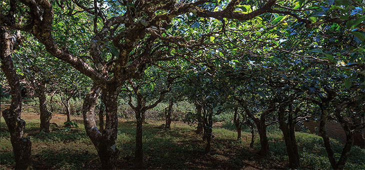 2023年小戶賽古樹春茶品質(zhì)怎么樣？