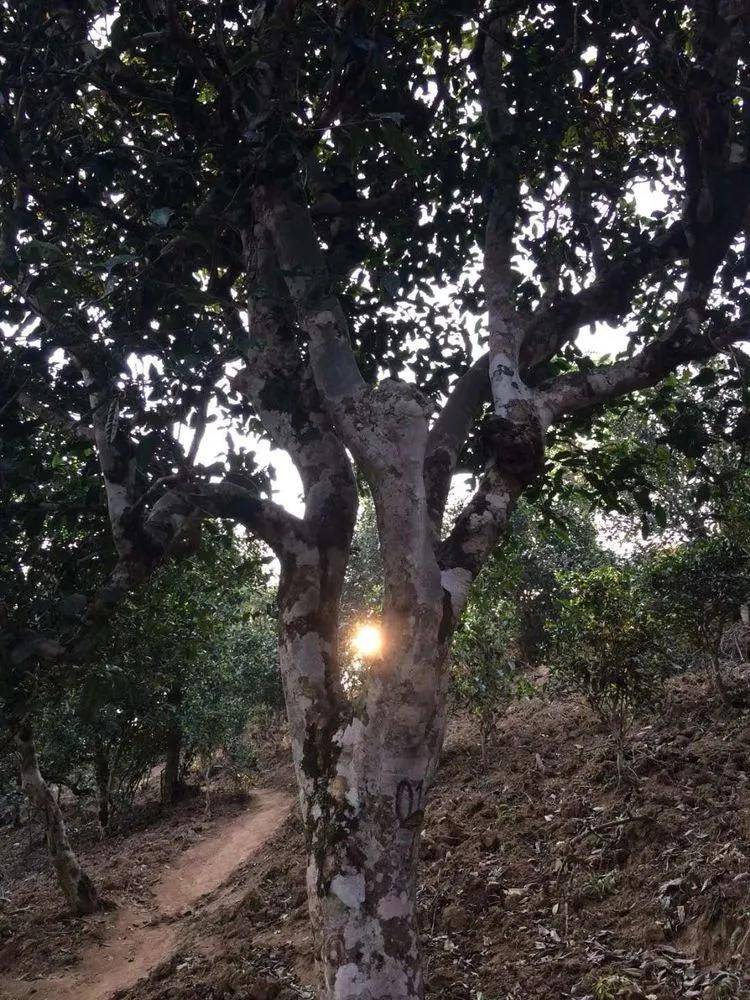 2023小戶賽古樹春茶口感是什么？