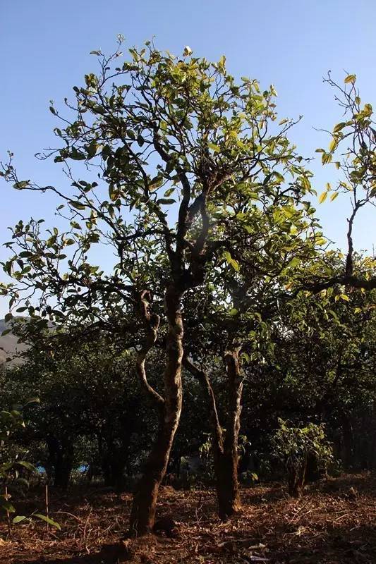 2023年小戶賽古樹春茶多少錢一公斤？