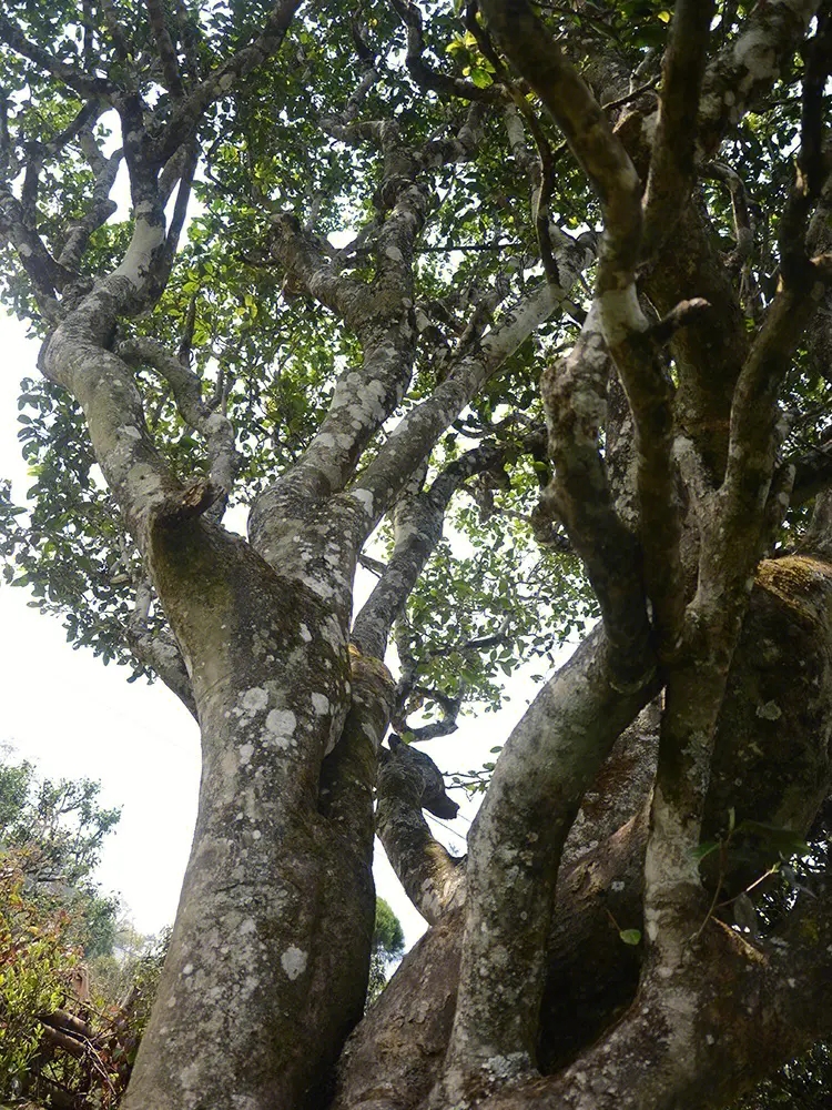 2023年白鶯山古樹春茶多少錢一公斤？