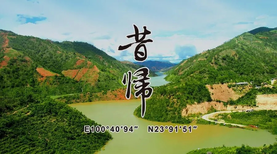 2023年昔歸古樹春茶品質如何？