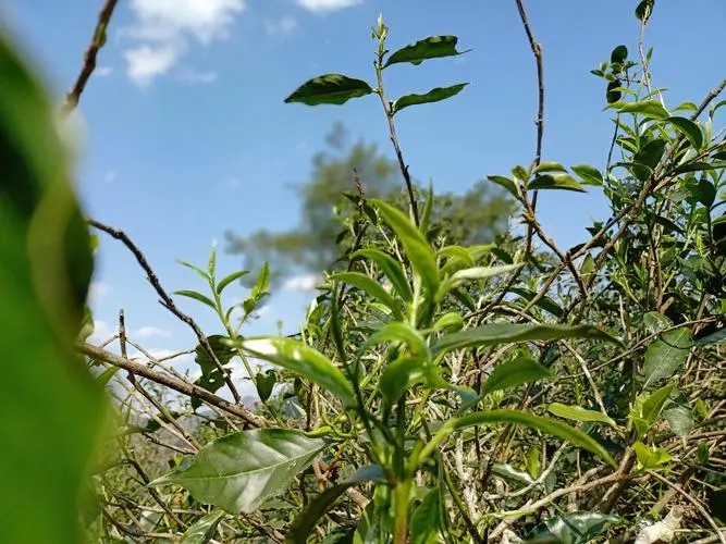 2023年昔歸古樹春茶價格是多少？